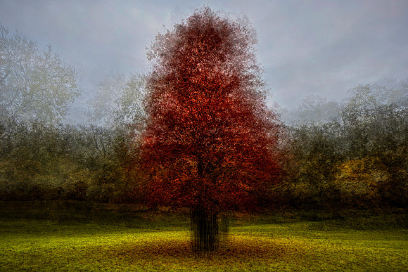 Beech in Autumn