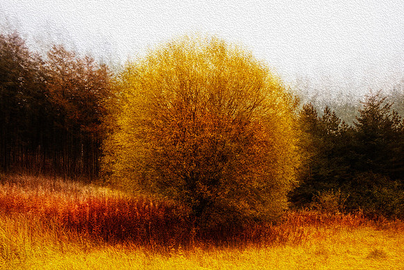 Kielder