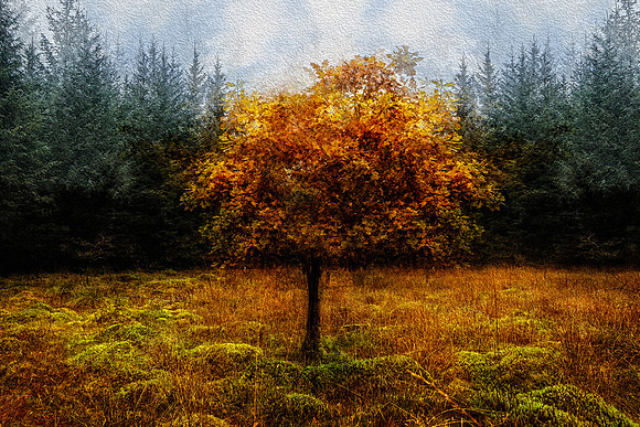 Little Oak
