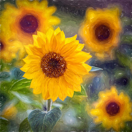 Sunflowers