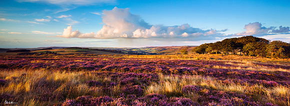 "Heather Carpet"