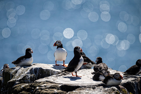 A Gathering