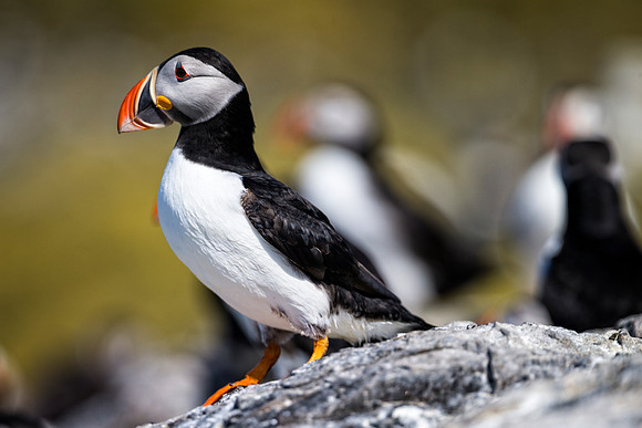 Farnes_044_LC_4684