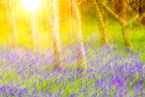 Shine
