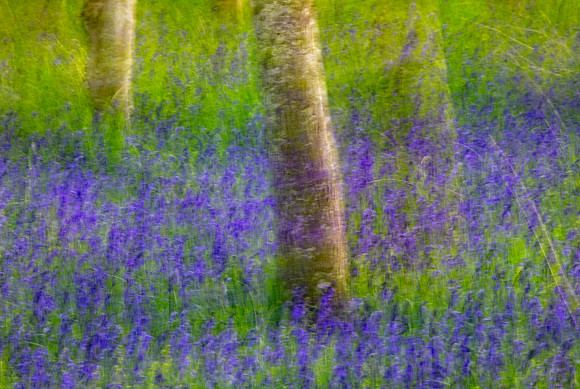 Bluebells
