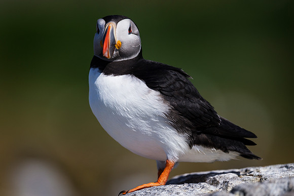 Farnes_042_LC_4675