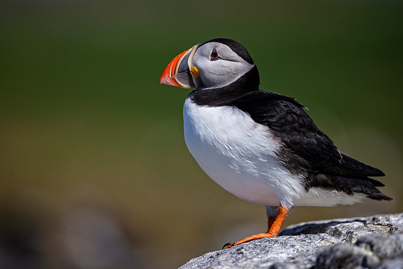 Farnes_043_LC_4679