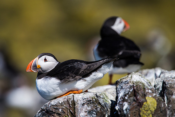 Farnes_046_LC_4707