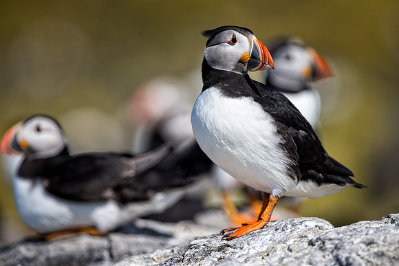 Farnes_041_LC_4669