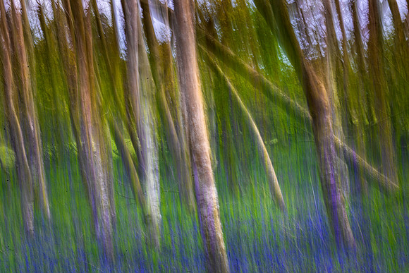 Trees