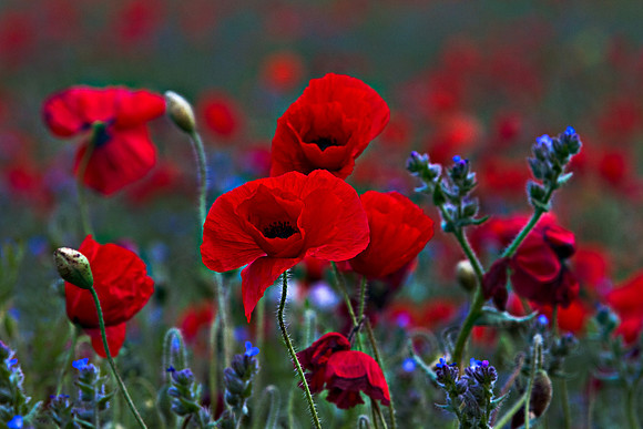 "Poppy Field"
